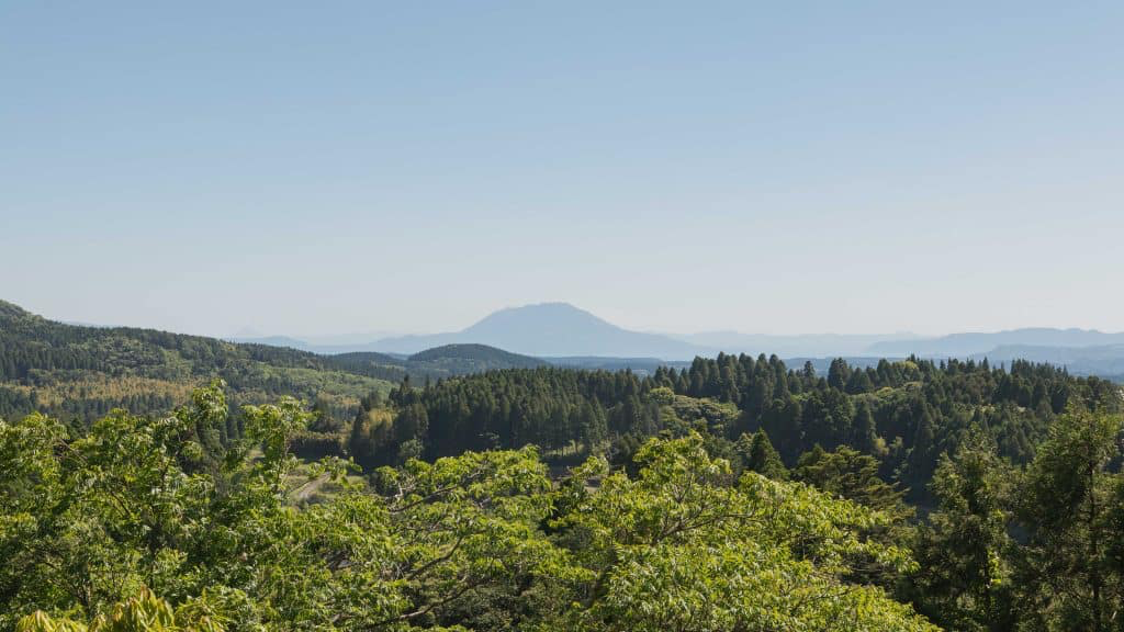 Why you need to start paying attention to Kagoshima matcha