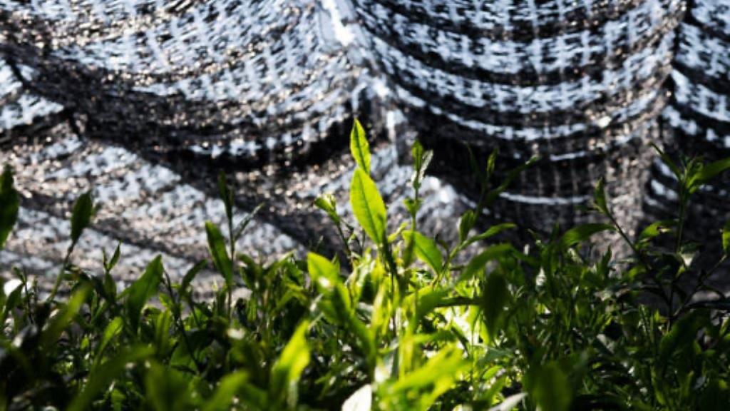 What are tea cultivars and should you pay any attention to them?