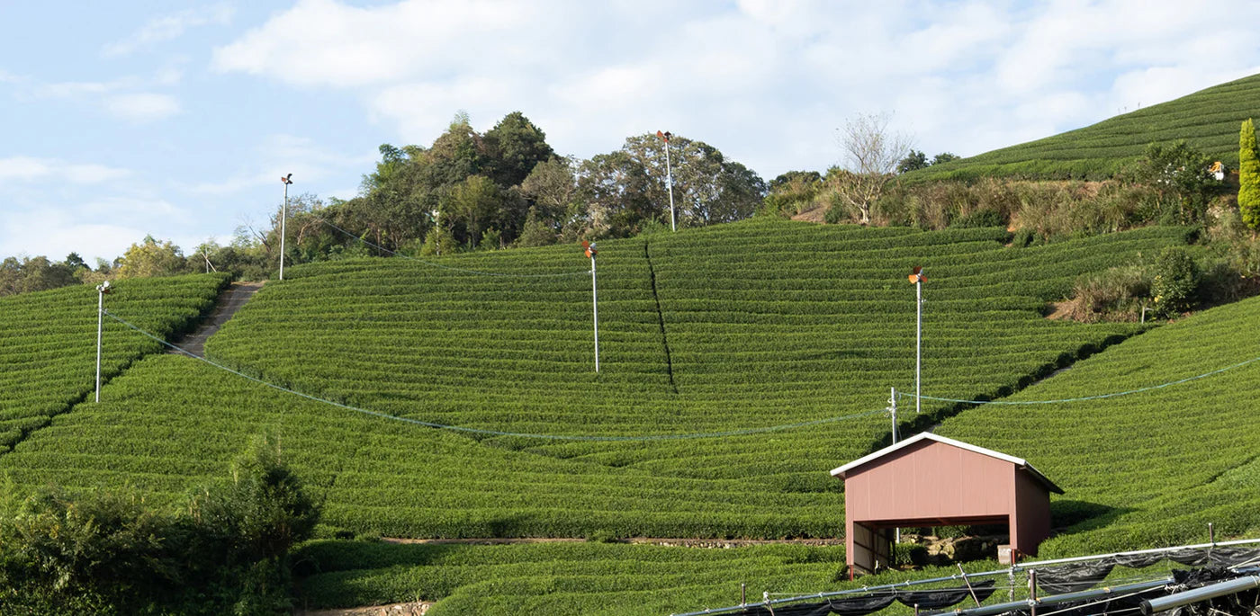 Hillside with rows of green plants and a small building under a blue sky.